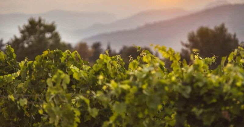 mallorca-sunset-wine-tasting-minibus-tour-english-guide