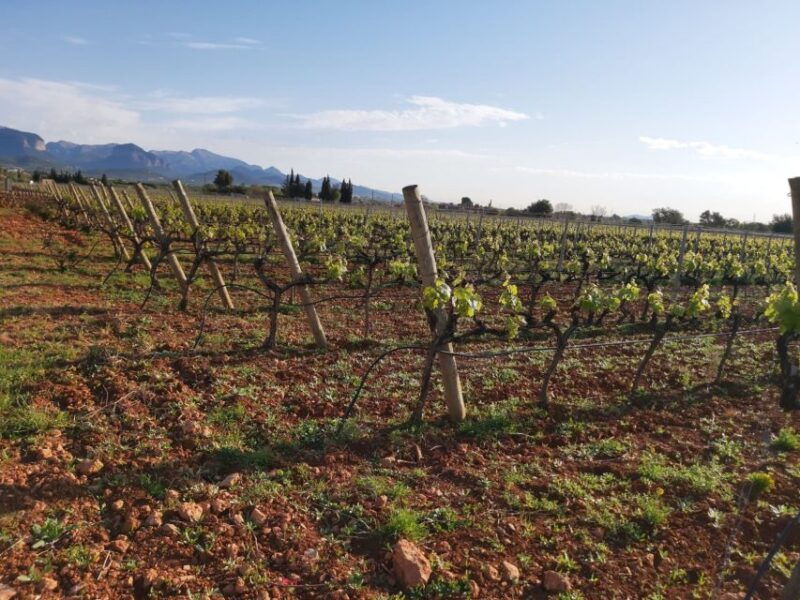 mallorca-wine-cellar-tour-xl-3-wine-tastings-including-german