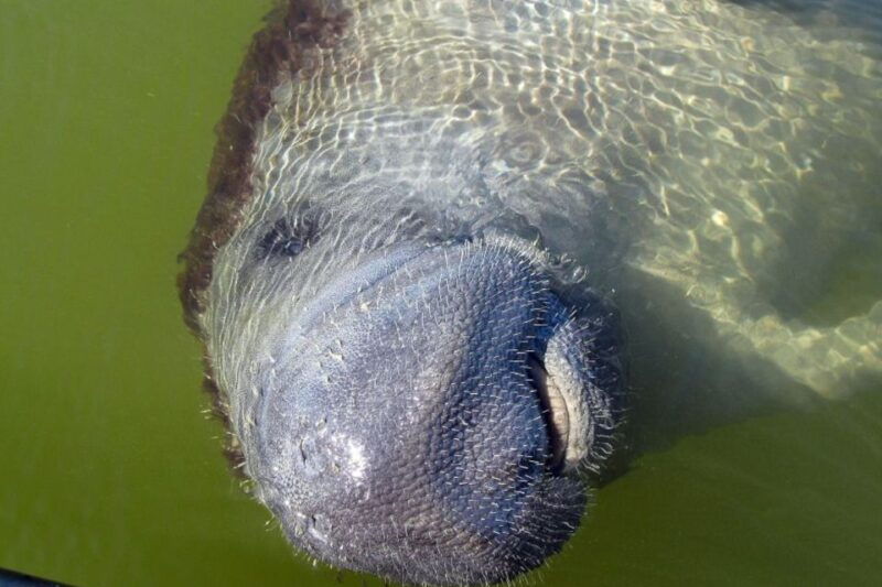 marco-island-2-hour-dolphin-birding-and-shelling-tour-2