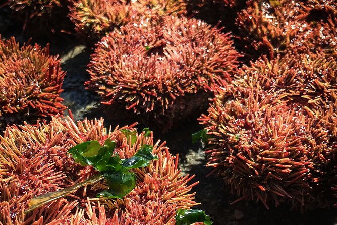 marine-life-flavors-of-the-pacific-full-day-private-tour