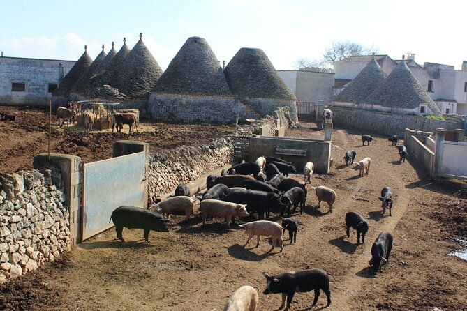 martina-franca-e-bike-tour-visit-a-breeding-and-a-dairy-farm