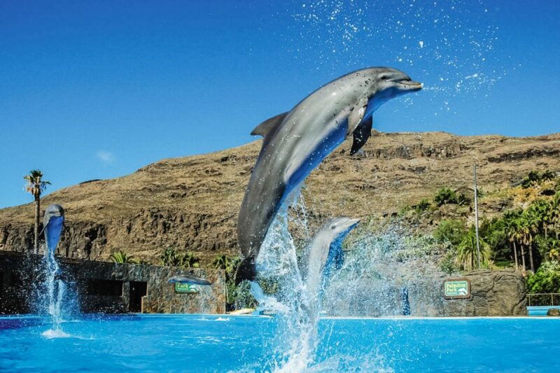 maspalomas-palmitos-park-ticket-with-dolphin-and-bird-shows