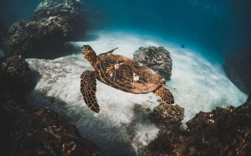 maui-alii-kai-turtles-tacos-snorkel-sail