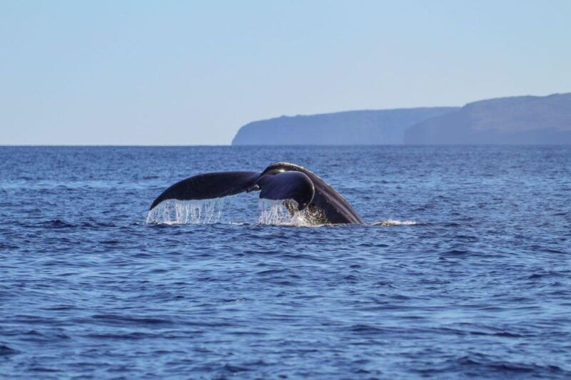 maui-alii-nui-whale-watch-catamaran-sail