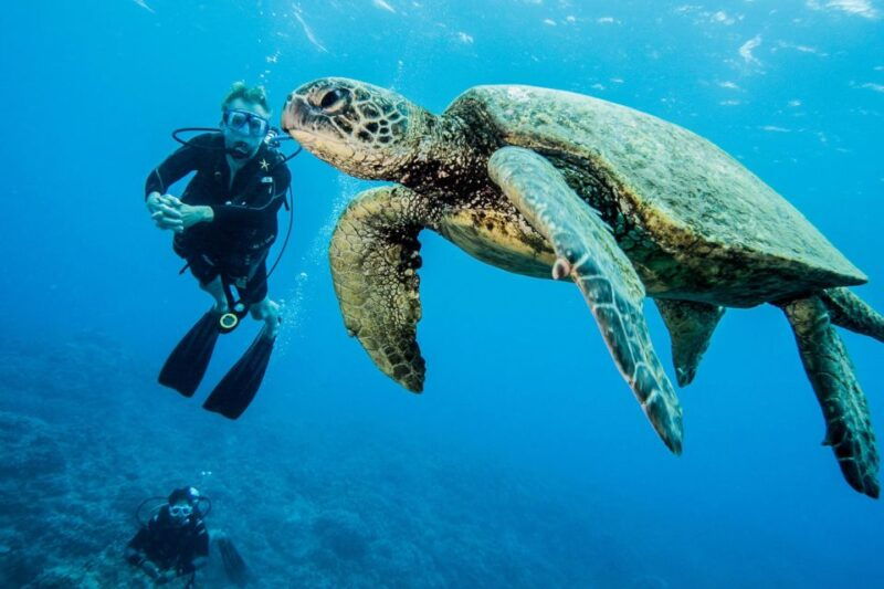 maui-beginner-discovery-scuba-dive-excursion-from-lahaina