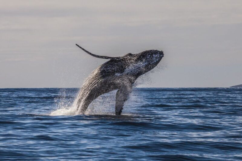 maui-eco-friendly-whale-watching-tour-from-maalaea-harbor