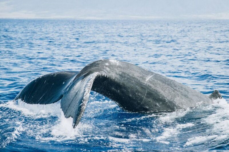 maui-morning-sail-with-the-whales-maalaea