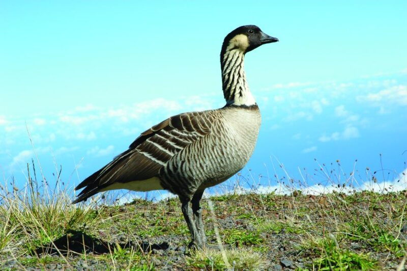 maui-sunset-dinner-tour-to-haleakala-national-park