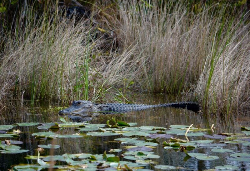 miami-everglades-river-of-grass-small-airboat-wildlife-tour