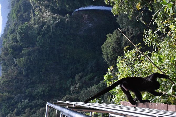 mistico-park-hanging-bridges-la-fortuna-waterfall-best-tours-for-families