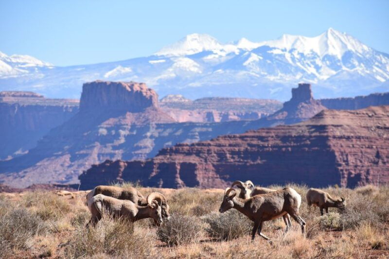 moab-canyonlands-national-park-4x4-white-rim-tour