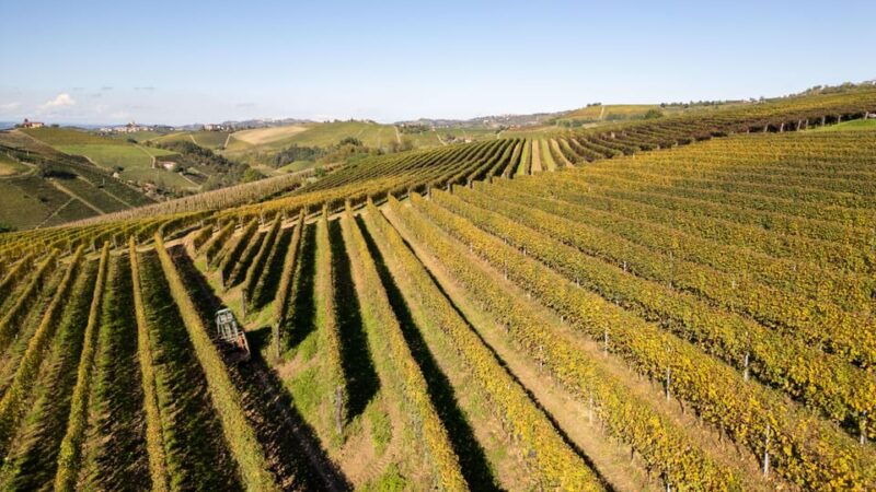 monforte-dalba-tasting-of-iconic-langhe-wines-and-winery-tour