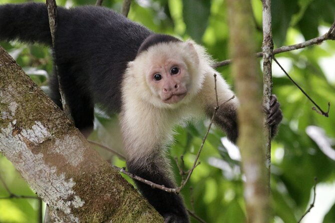 monkeys-creek-an-extreme-tropical-forest-hiking-adventure
