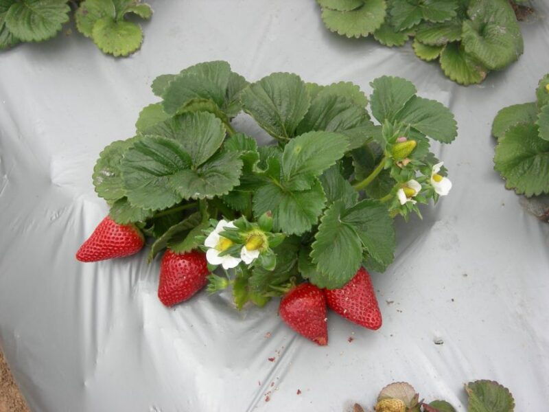 monterey-county-salinas-valley-farm-tour