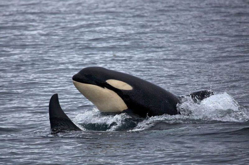 monterey-whale-watching-cruise