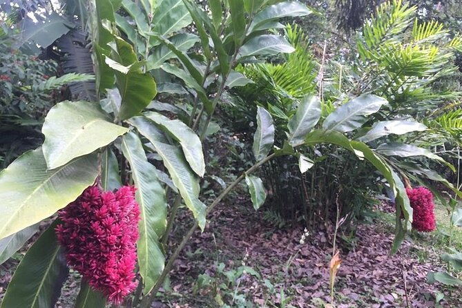 monteverde-cloud-forest-sloth-hanging-bridges-butterflies-tour