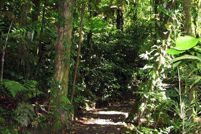 monteverde-cloud-forest-ziplines-canopy-tour