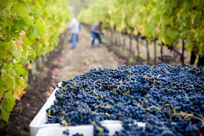 muir-woods-with-napa-sonoma-wine-tour-alcatraz-aquarium-access
