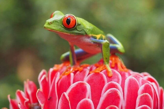 naturalist-walk-in-manuel-antonio-national-park