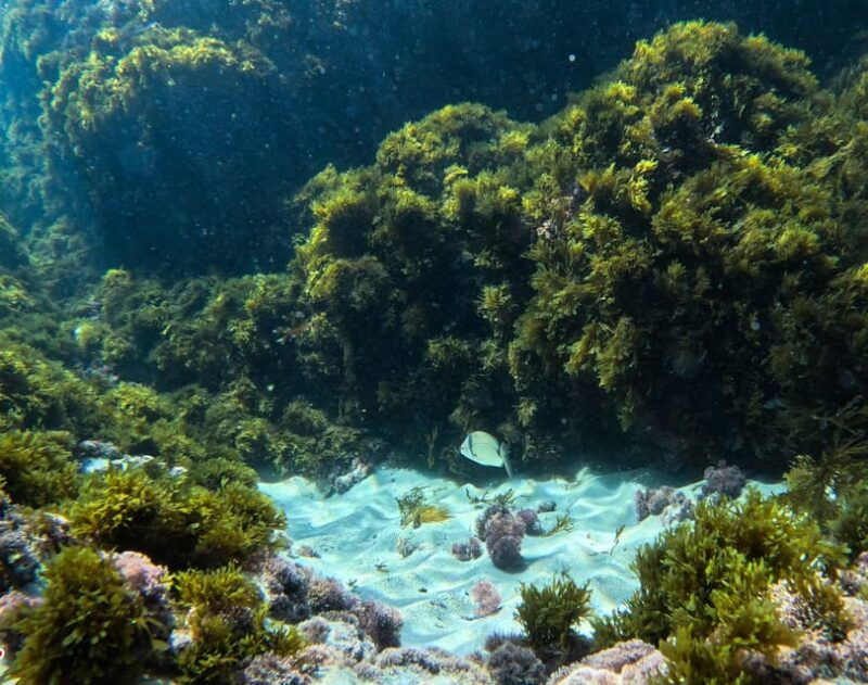 nerja-maro-snorkeling-sea-scooter