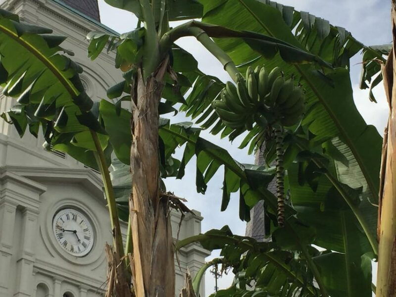 new-orleans-45-minutes-in-jackson-square