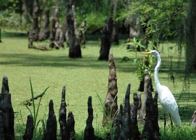 new-orleans-private-guided-city-tour