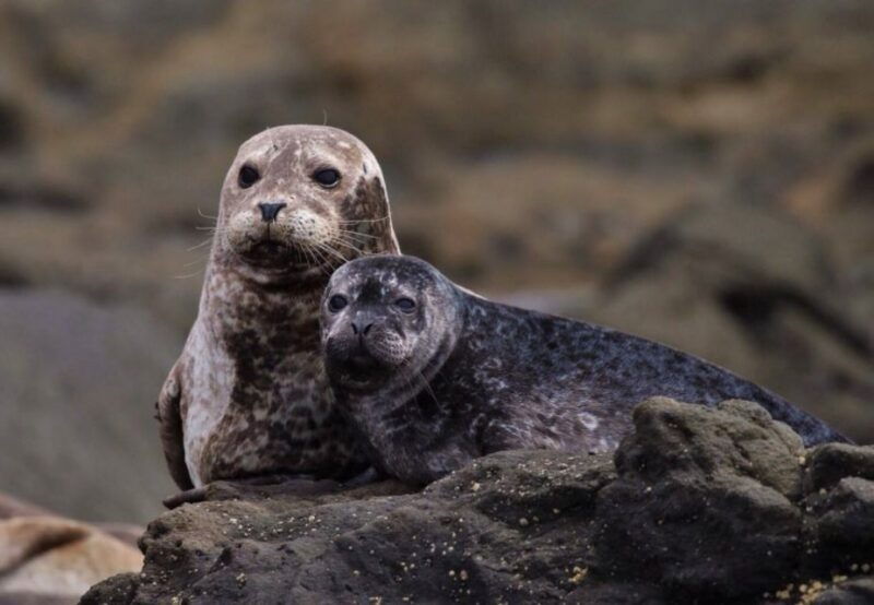 newport-beach-luxury-whale-watching-catamaran-cruise
