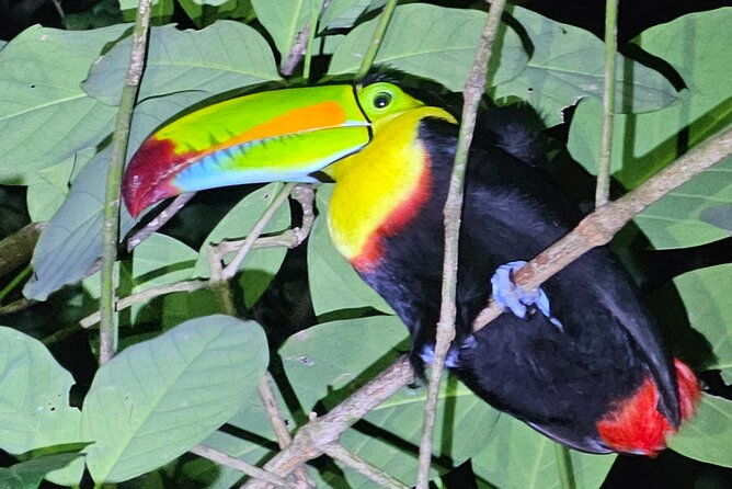 night-tour-experience-in-tortuguero