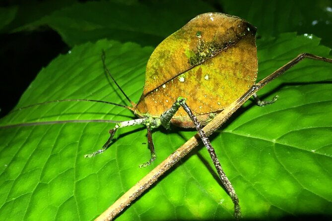 night-walk-among-the-natural-jewels-of-monteverde