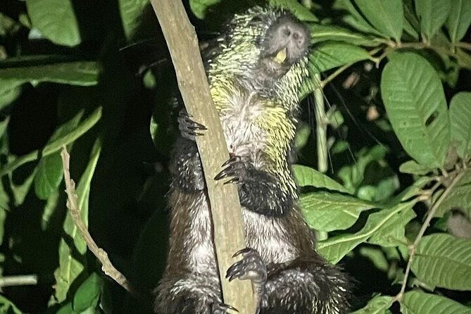 night-walk-manuel-antonio-tour