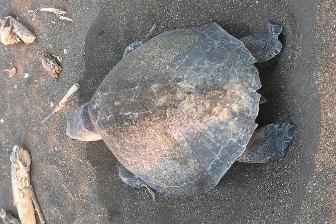 nocturnal-turtles-watching-near-tamarindo-beach