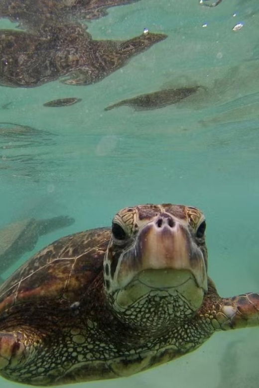 oahu-custom-private-island-tour-of-oahu