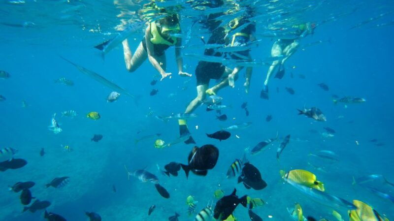 oahu-dolphin-swim-and-snorkeling-speedboat-tour