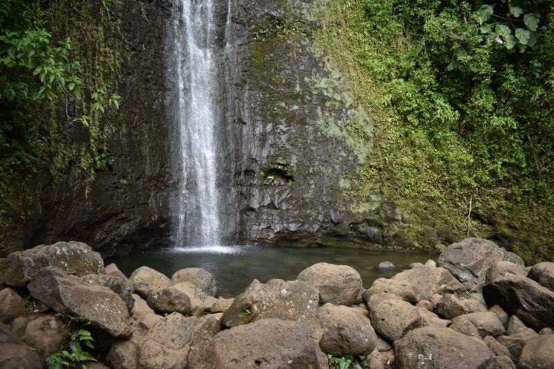 oahu-manoa-falls-waterfall-hike-with-lunch-and-transfers