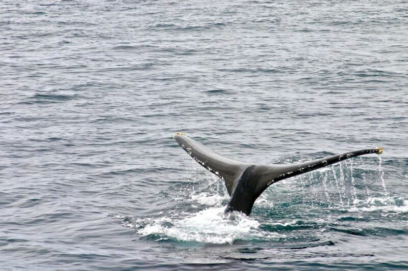 oahu-private-whale-watching-adventure