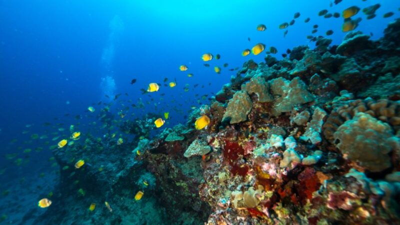 oahu-waikiki-discovery-scuba-diving-for-beginners