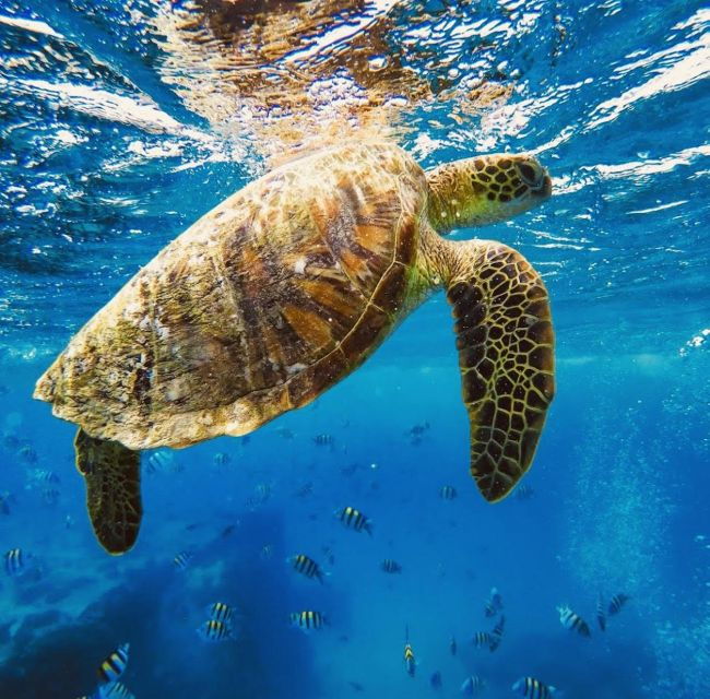 oahu-waikiki-sailing-turtle-snorkeling-in-small-groups