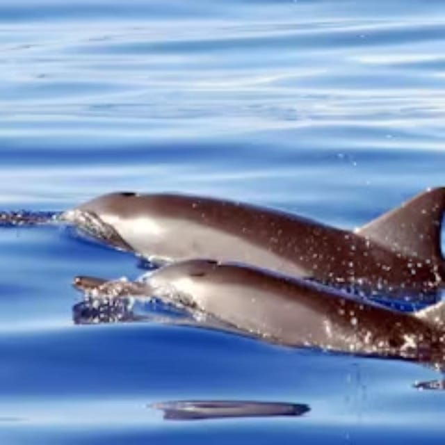 oahu-whales-dolphins-snorkeling-cruise-with-hawaiian-meal