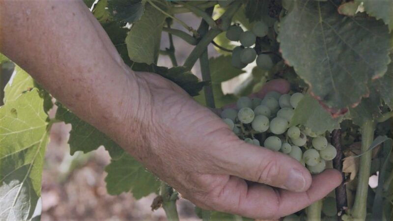 olbia-gallura-winery-guided-tour-with-tasting