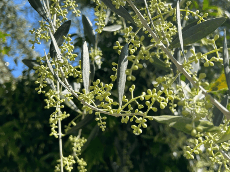 olive-mill-tour-and-tasting-in-the-padua-hills