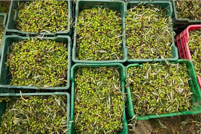 olive-oil-half-day-private-experience-from-granada