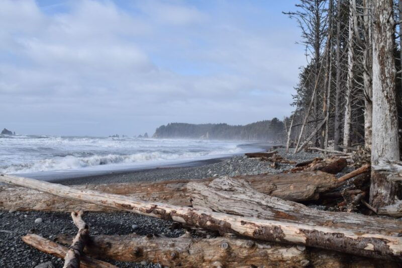 olympic-national-park-hoh-rain-forest-and-rialto-beach-tour