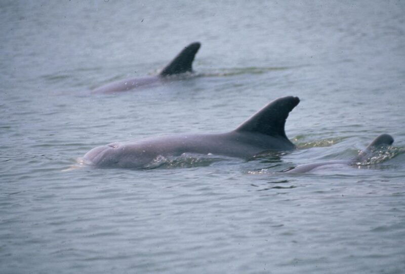 orlando-dolphin-clear-kayak-or-paddle-board-adventure