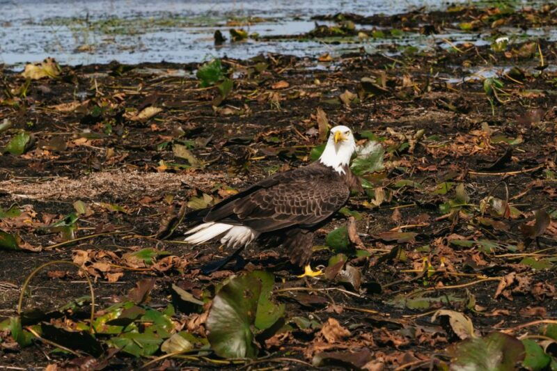 orlando-florida-everglades-wildlife-airboat-tour