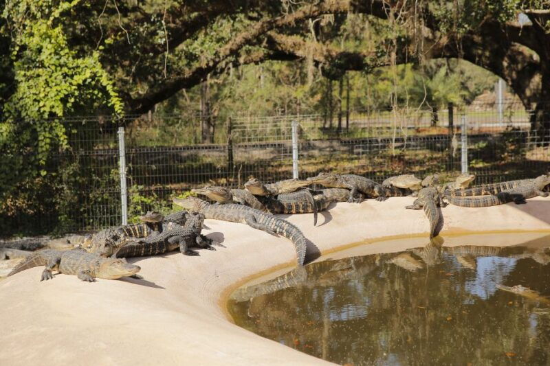 orlando-sightseeing-flex-pass-discounts-and-trolley-tour