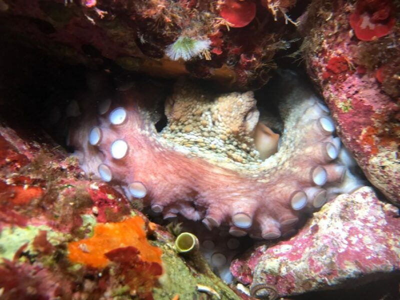 palermo-full-day-snorkeling-boat-tour-with-lunch-and-wine