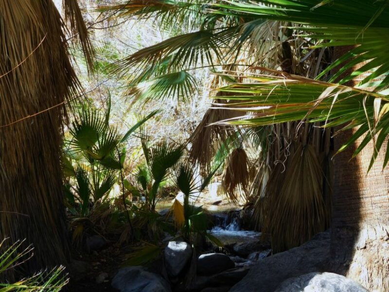 palm-springs-indian-canyons-hiking-tour-by-jeep