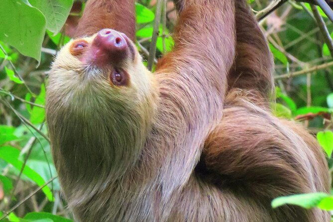 panama-canal-jungle-boat-explorer-private-tour