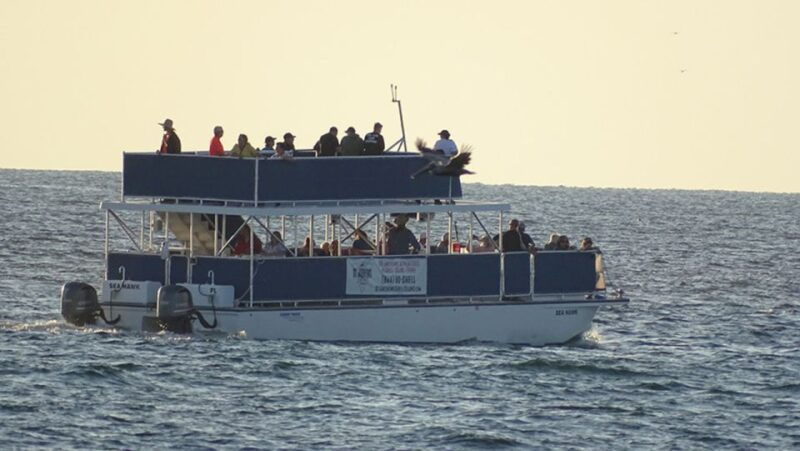 panama-city-sunset-dolphin-cruise-in-st-andrews-bay