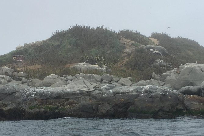 penguins-watching-navigation-horseridebarbecue-from-valparaiso